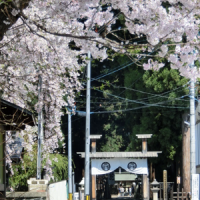 法音寺の桜と廟所